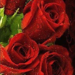 Meet your Posher, Jazmin